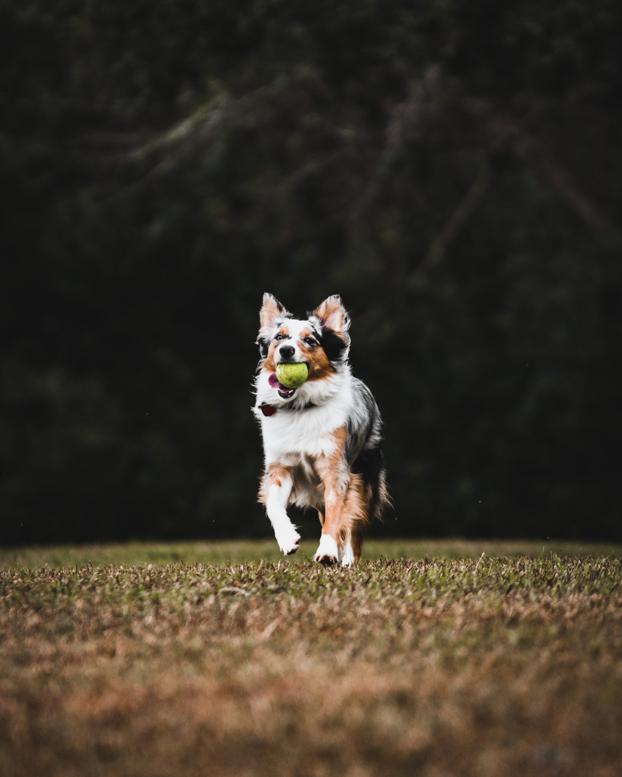 australische herder weetjes
