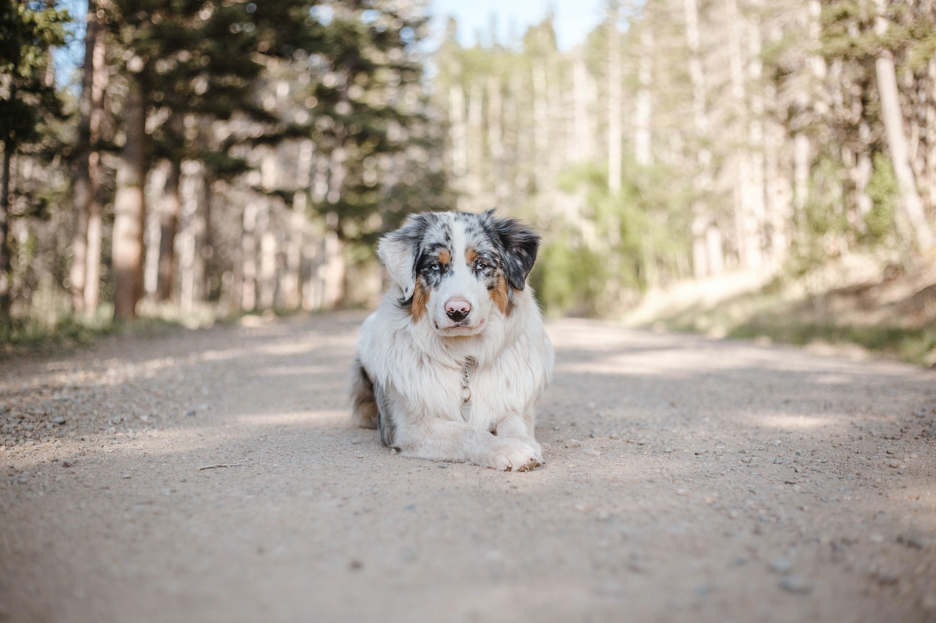 australische herder